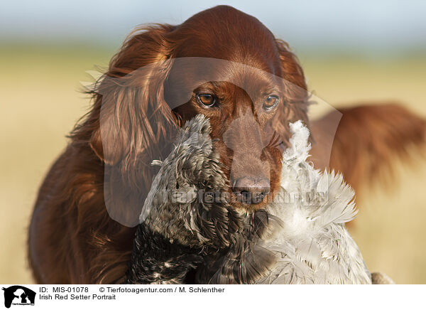 Irish Red Setter Portrait / Irish Red Setter Portrait / MIS-01078