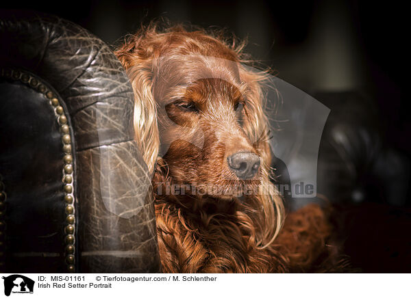 Irish Red Setter Portrait / Irish Red Setter Portrait / MIS-01161