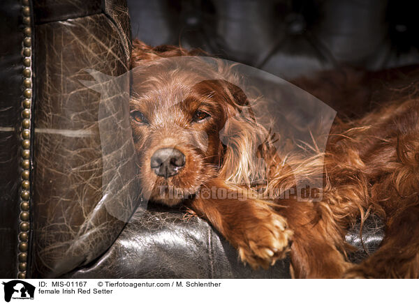 Irish Red Setter Hndin / female Irish Red Setter / MIS-01167