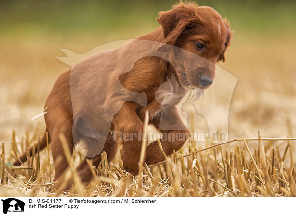 Irish Red Setter Puppy / MIS-01177