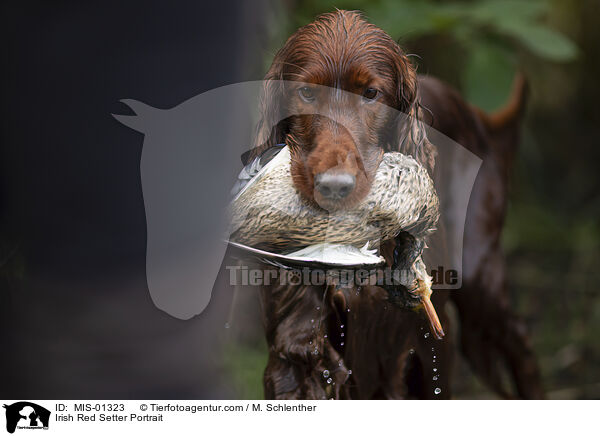 Irish Red Setter Portrait / Irish Red Setter Portrait / MIS-01323