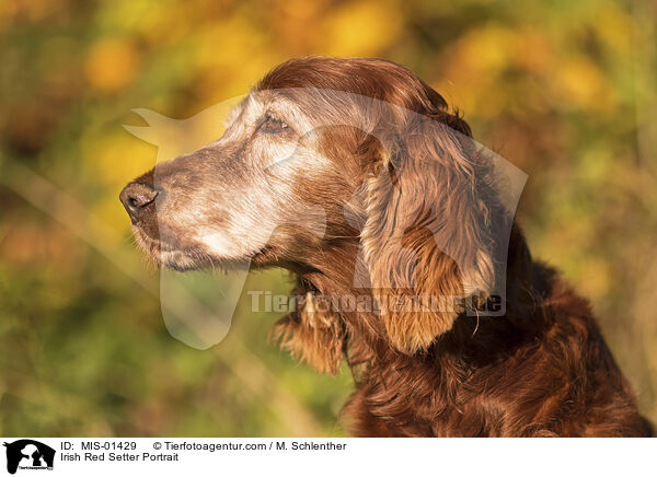 Irish Red Setter Portrait / Irish Red Setter Portrait / MIS-01429