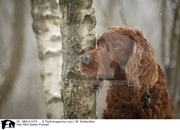 Irish Red Setter Portrait / Irish Red Setter Portrait / MIS-01474