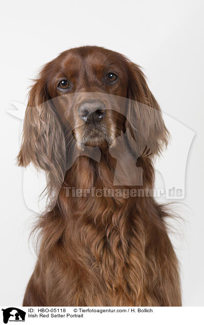 Irish Red Setter Portrait / HBO-05118