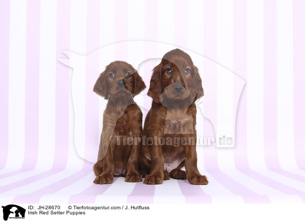 Irish Red Setter Puppies / JH-28670