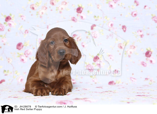 Irish Red Setter Welpe / Irish Red Setter Puppy / JH-28678