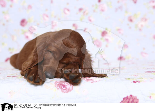 Irish Red Setter Welpe / Irish Red Setter Puppy / JH-28682