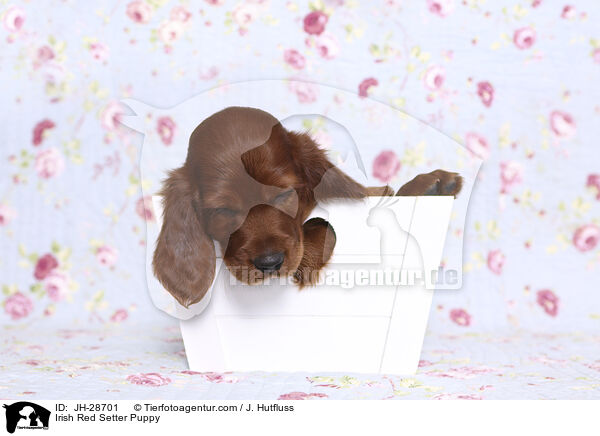 Irish Red Setter Welpe / Irish Red Setter Puppy / JH-28701