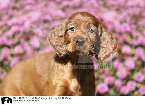 Irish Red Setter Puppy / JH-29131