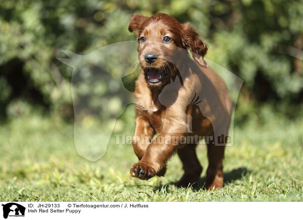 Irish Red Setter Welpe / Irish Red Setter Puppy / JH-29133