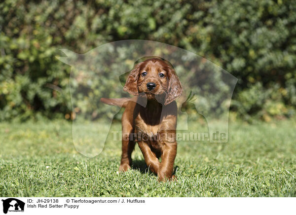 Irish Red Setter Puppy / JH-29138