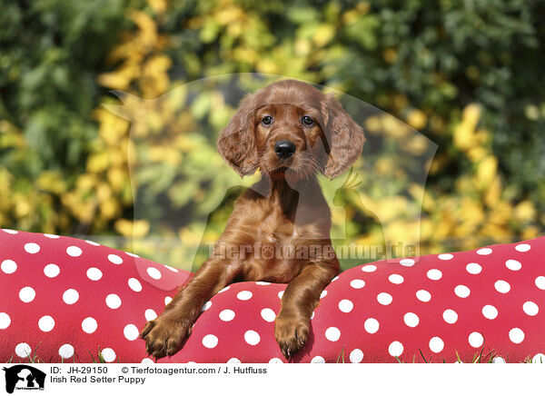 Irish Red Setter Welpe / Irish Red Setter Puppy / JH-29150