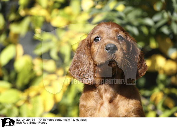 Irish Red Setter Welpe / Irish Red Setter Puppy / JH-29154