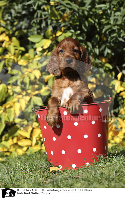 Irish Red Setter Welpe / Irish Red Setter Puppy / JH-29156