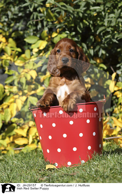 Irish Red Setter Welpe / Irish Red Setter Puppy / JH-29157