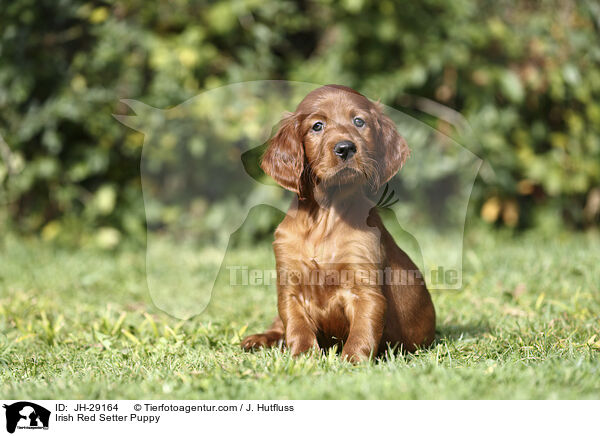 Irish Red Setter Puppy / JH-29164
