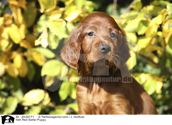 Irish Red Setter Puppy / JH-29171