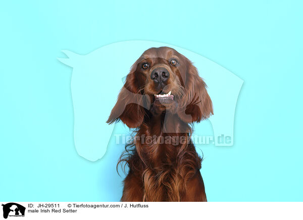 male Irish Red Setter / JH-29511