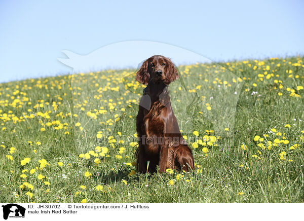 Irish Red Setter Rde / male Irish Red Setter / JH-30702