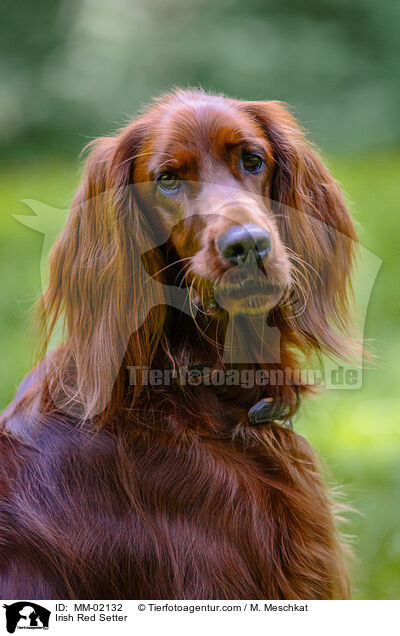 Irish Red Setter / MM-02132