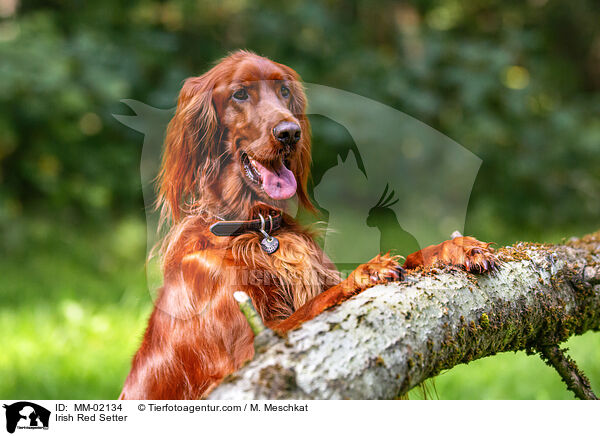 Irish Red Setter / Irish Red Setter / MM-02134