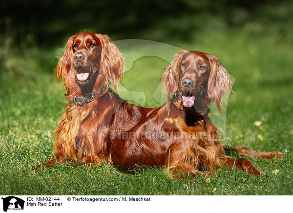 Irish Red Setter / MM-02144