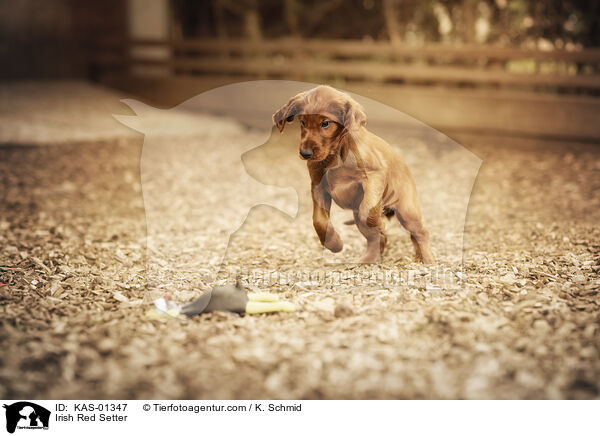 Irish Red Setter / Irish Red Setter / KAS-01347