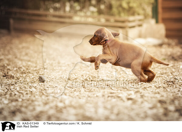 Irish Red Setter / KAS-01349