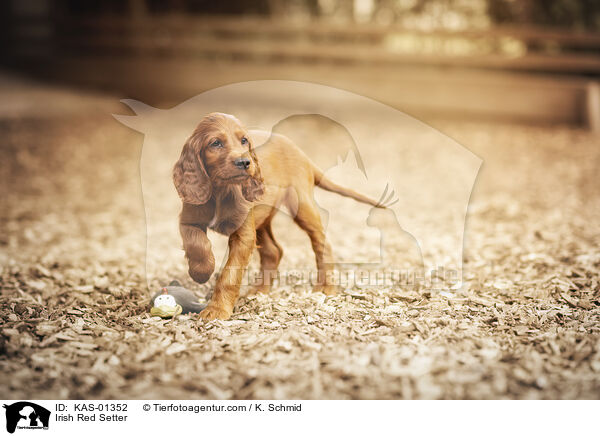 Irish Red Setter / Irish Red Setter / KAS-01352