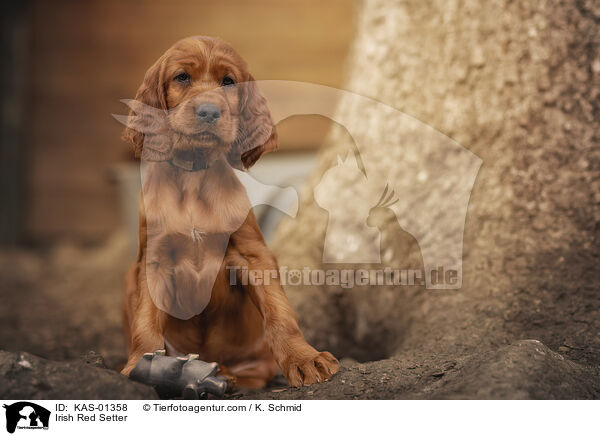 Irish Red Setter / KAS-01358