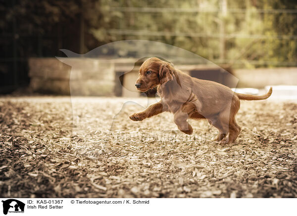 Irish Red Setter / KAS-01367