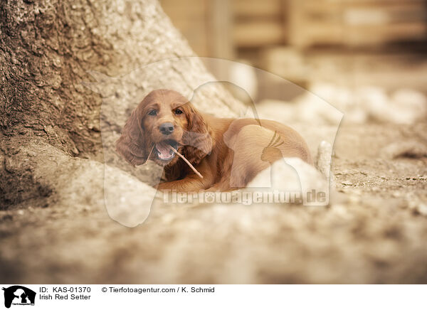 Irish Red Setter / KAS-01370