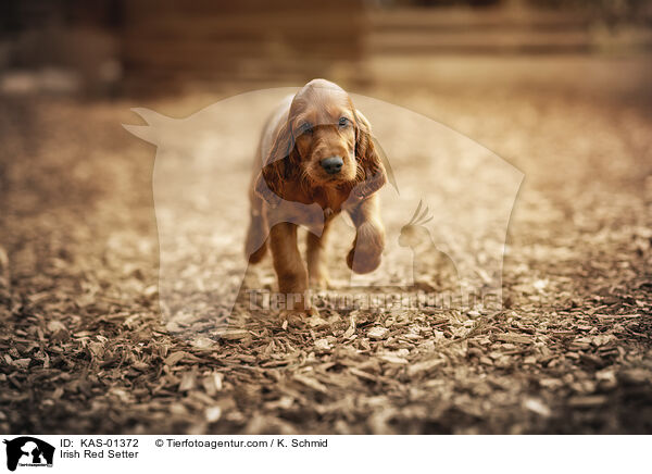 Irish Red Setter / KAS-01372