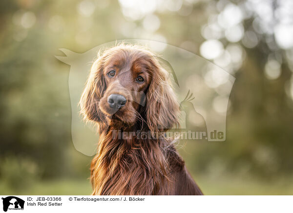 Irish Red Setter / Irish Red Setter / JEB-03366