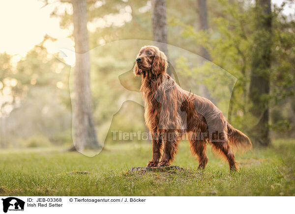 Irish Red Setter / Irish Red Setter / JEB-03368