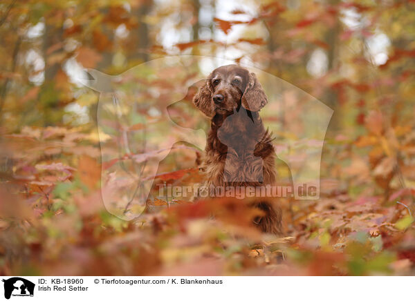 Irish Red Setter / Irish Red Setter / KB-18960
