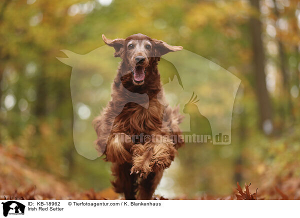 Irish Red Setter / Irish Red Setter / KB-18962