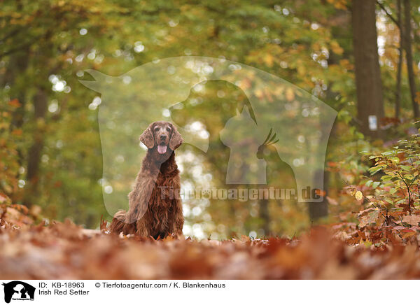 Irish Red Setter / Irish Red Setter / KB-18963