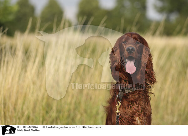 Irish Red Setter / Irish Red Setter / KB-18964