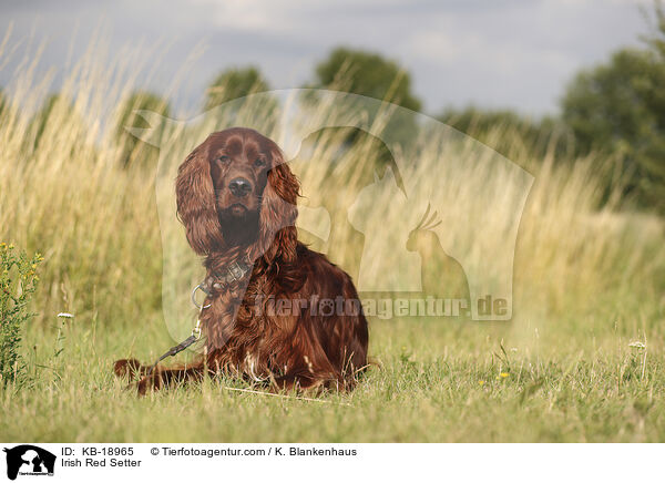 Irish Red Setter / Irish Red Setter / KB-18965