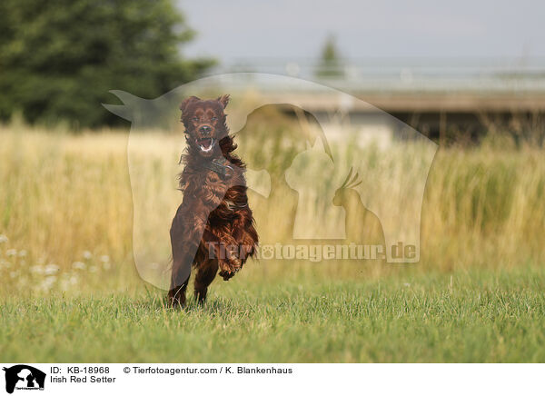 Irish Red Setter / Irish Red Setter / KB-18968