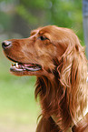 Irish Red Setter