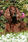 Irish Red Setter