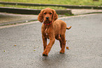 Irish Red Setter Puppy