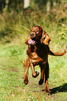 running Irish Red Setter