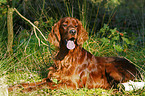 Irish Red Setter