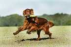 playing Irish Red Setter