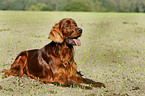 Irish Red Setter