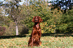 sitting Irish Red Setter