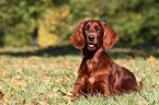 lying Irish Red Setter